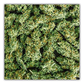 A close up of green marijuana leaves placed on a Twisted Gifts Skin Up Coaster.