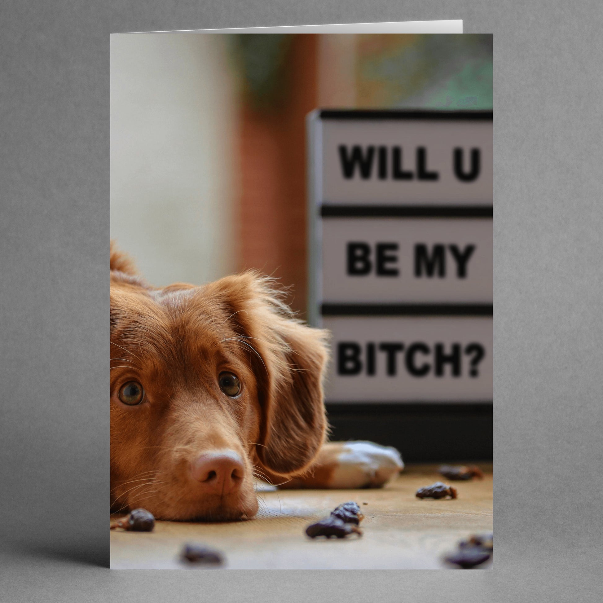 A dog lies on the floor gazing upwards, with a humorous sign in the background that reads, "WILL U BE MY BITCH?"—making it an ideal choice for Twisted Gifts' My Bitch Funny Valentine's Card.